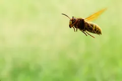European hornet in flight over green grass