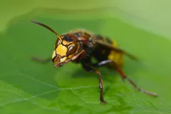 European hornet on a broad green leaf