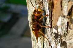 European hornet gripping tree bark