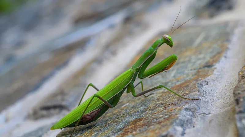 Green European mantis resting on a grey rock