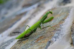 Green European mantis resting on a grey rock