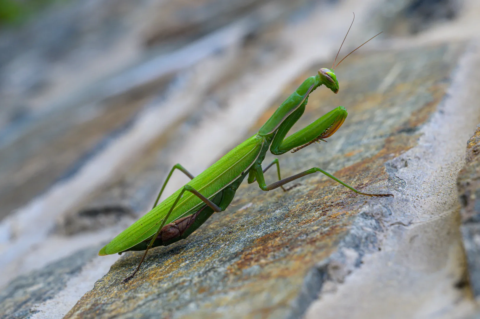 European Mantis