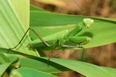 Green mantis among long grass blades with its forelegs folded