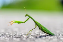 Green mantis standing tall on a path with its forelegs raised