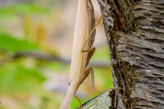 Brown form of the European mantis on tree bark