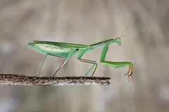 Green mantis walking along a thin twig
