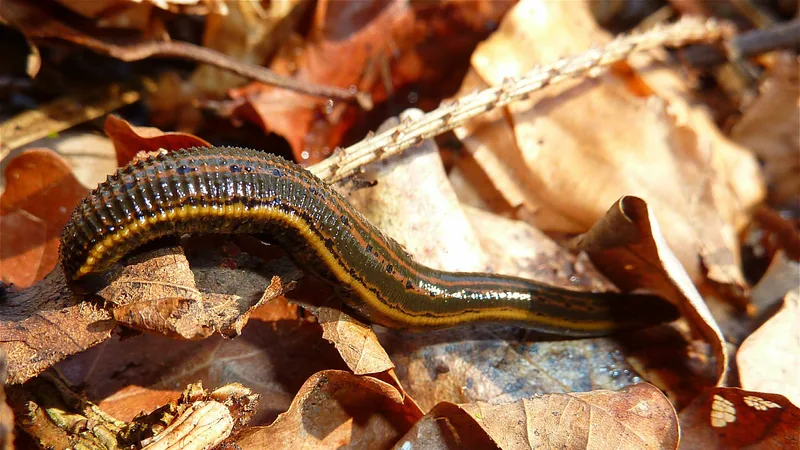 Medicinal leech with orange stripes along its back crossing dry leaves