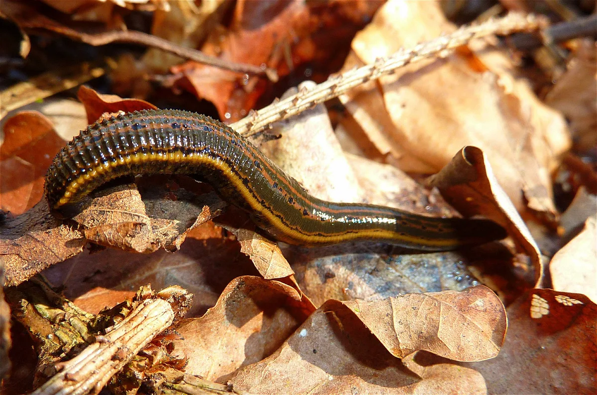 Medicinal leech with orange stripes along its back crossing dry leaves