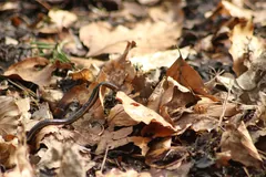 Medicinal leech stretched out among fallen leaves