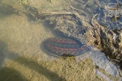 Medicinal leech swimming in clear shallow water