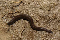 Medicinal leech on bare damp mud