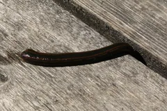 Dark medicinal leech stretching across weathered boards