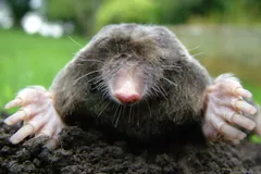 European Mole