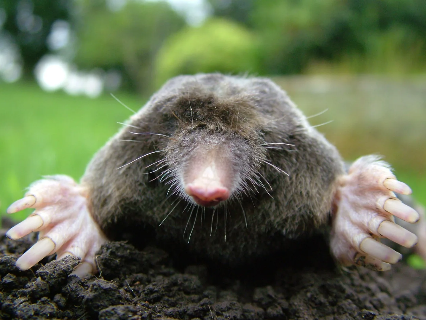 European Mole