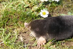 Velvety black European mole on short grass beside a daisy, front claws turned out