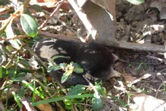 European mole crossing leaf litter on a woodland floor