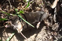 European mole nosing through dry leaves and grass stems