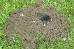 Small dark European mole on top of a fresh molehill in a lawn