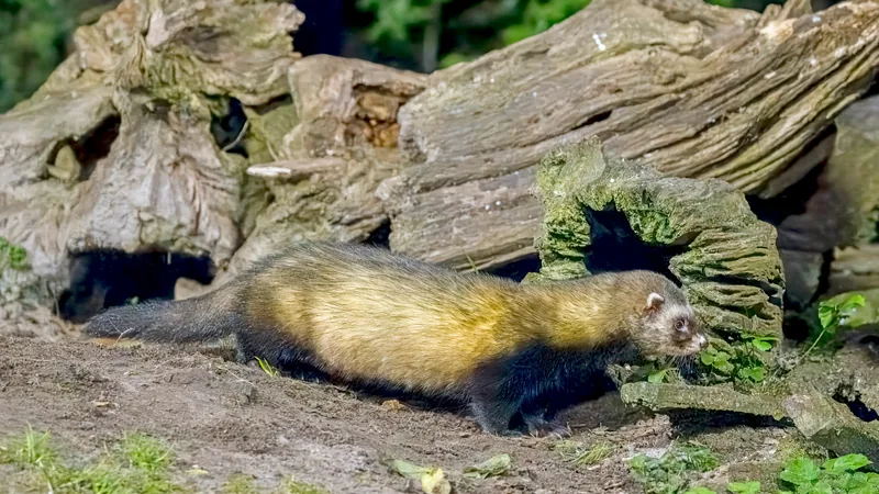 Dark European polecat with a pale face mask walking past a mossy fallen log
