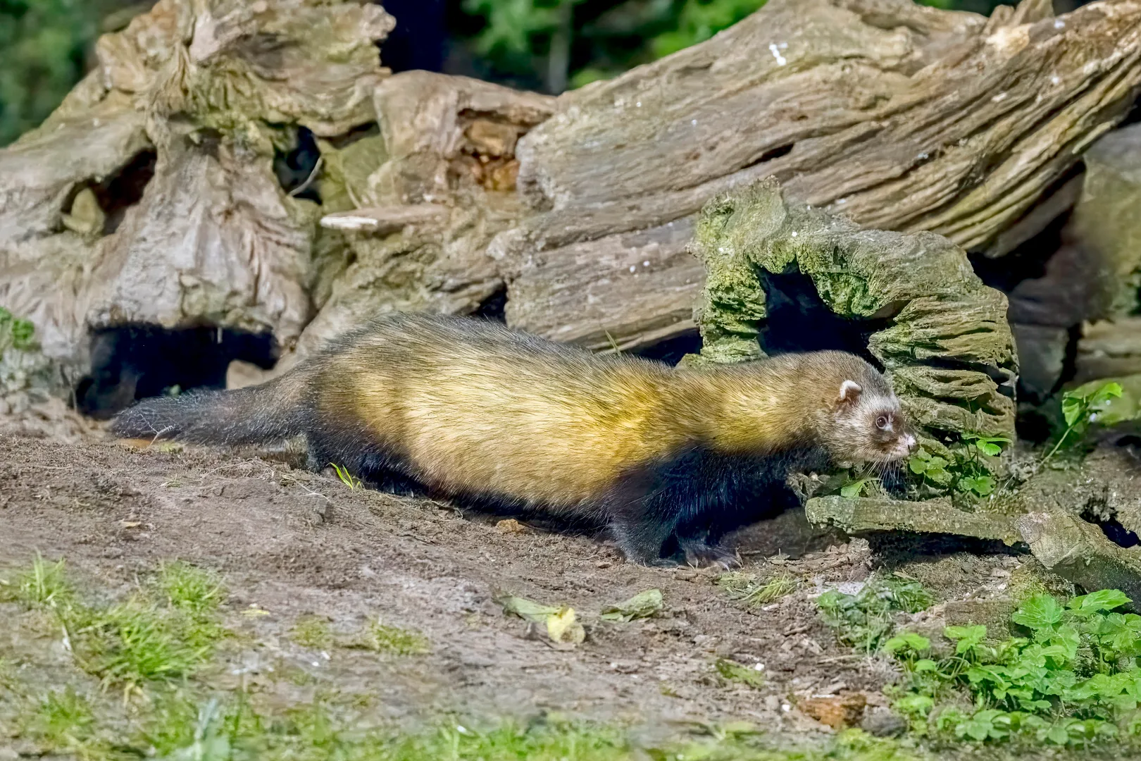 European Polecat