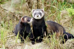 Captive European polecats with dark face masks sitting in long grass
