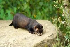 Captive European polecat lying on a flat stone