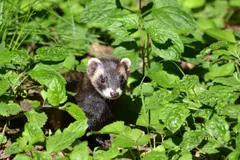 European polecat peering out of dense green undergrowth