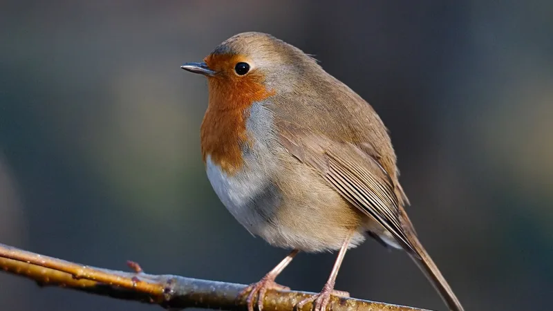 european robin in natural habitat