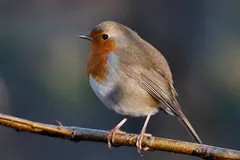 european robin in natural habitat