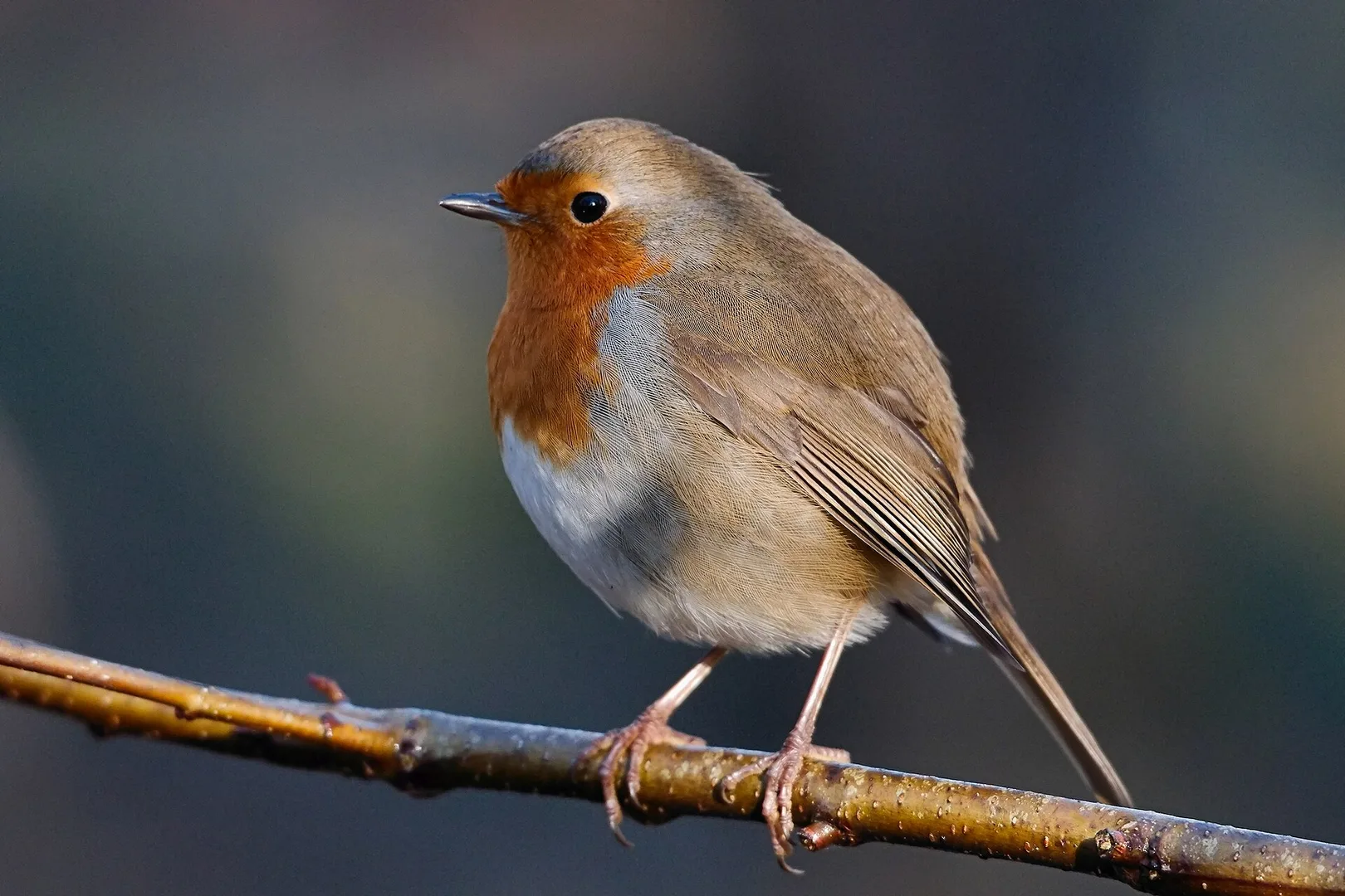 european robin in natural habitat