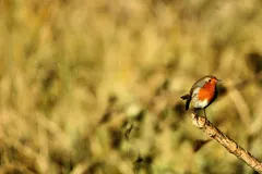 european robin in natural habitat