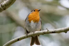 european robin in natural habitat