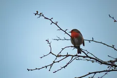 european robin in natural habitat