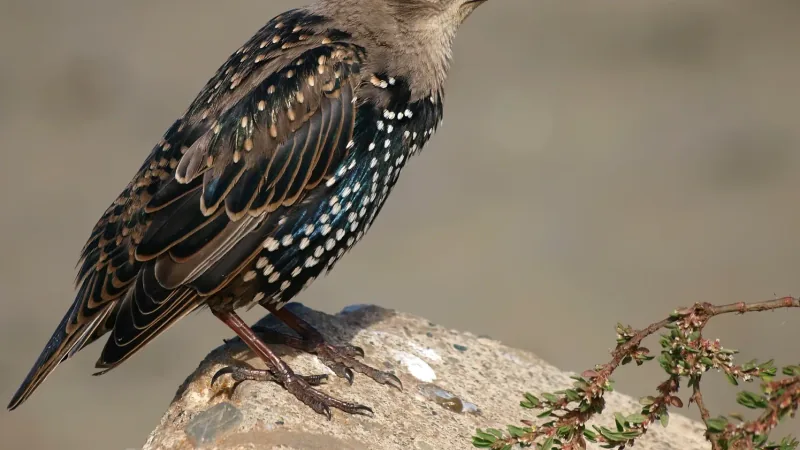 European Starling in natural environment