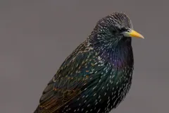European Starling