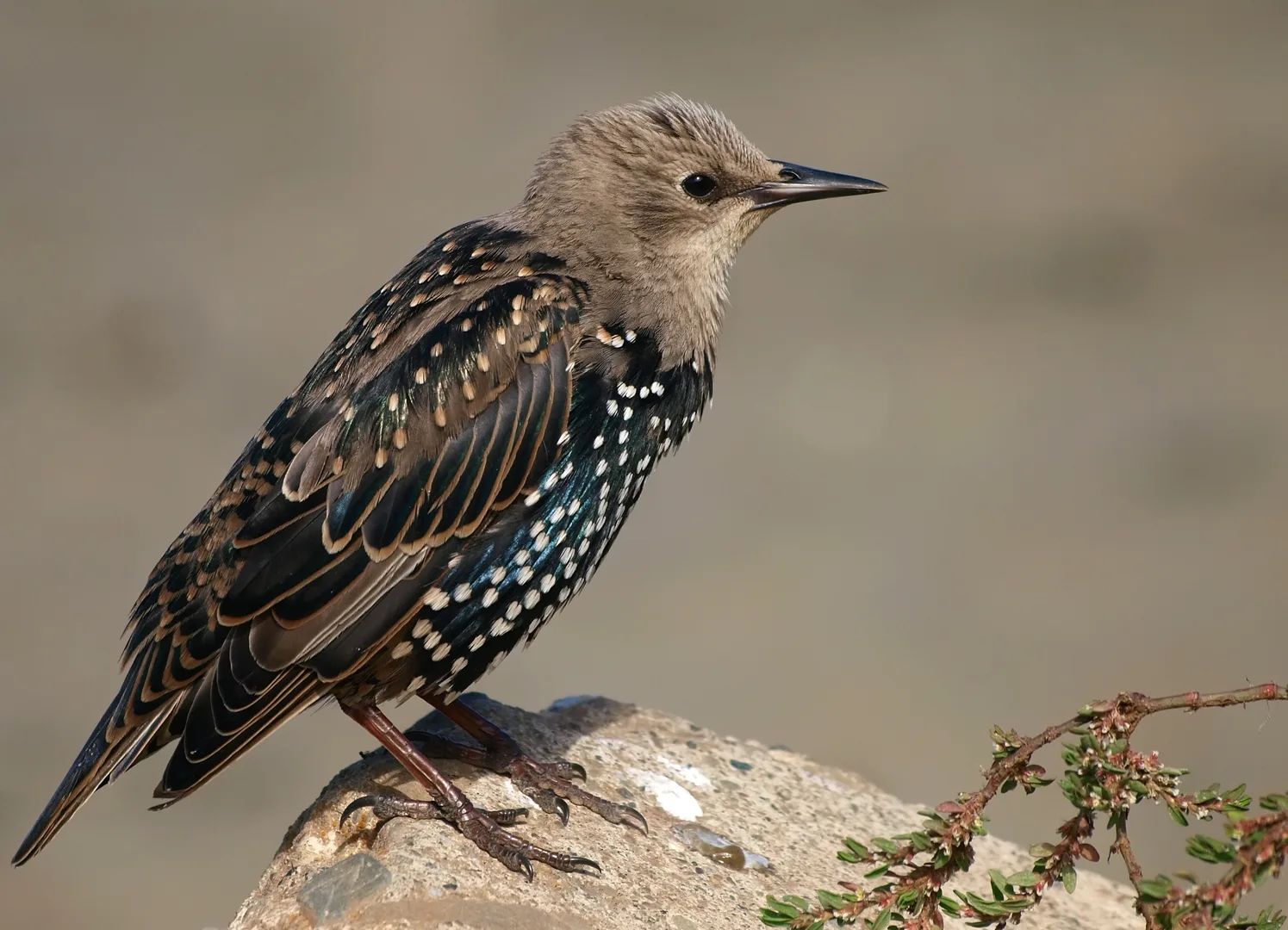 European Starling in natural environment
