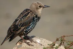 Starling in spotted winter plumage standing on a rock