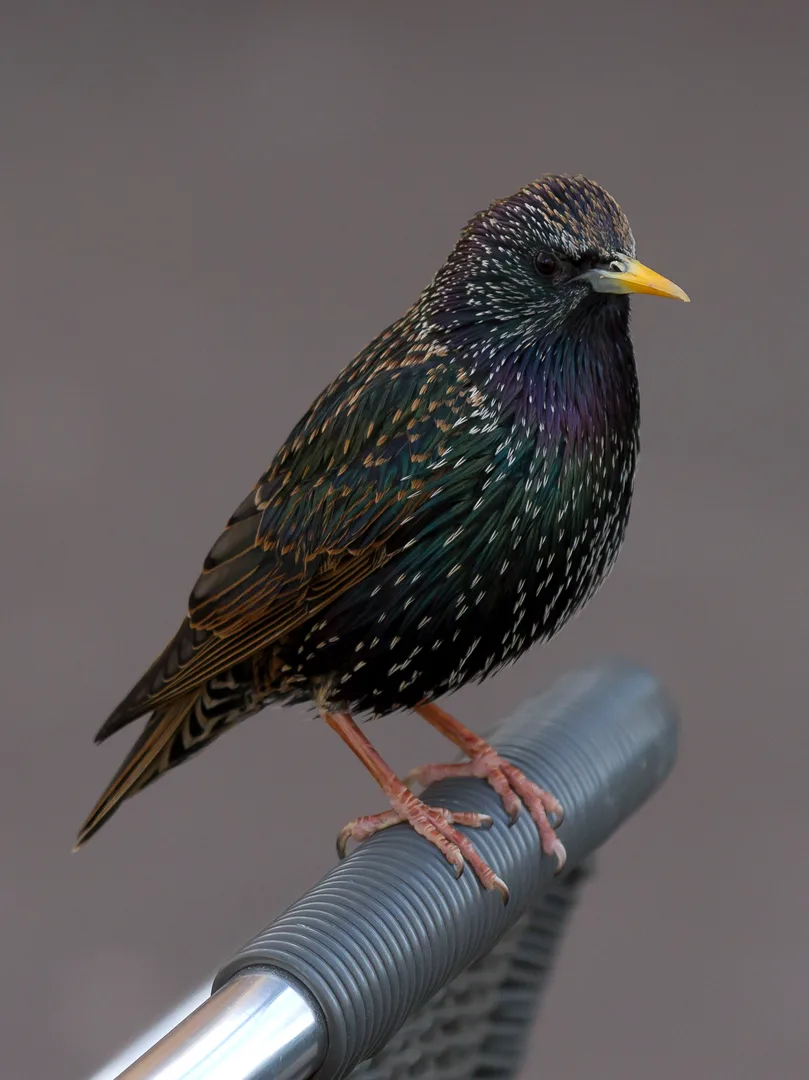 European Starling in natural environment