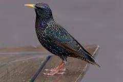Glossy starling standing on a wooden table on pink legs