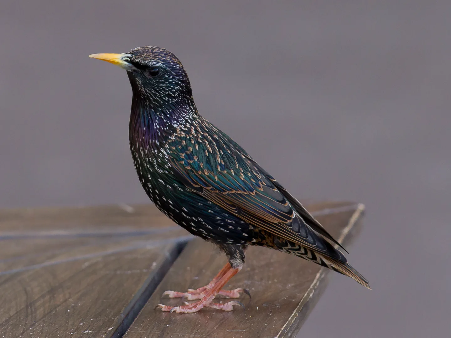 European Starling in natural environment