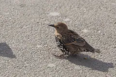 Young brown starling, speckled with pale spots, crouched on pavement