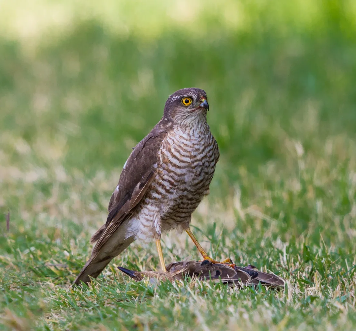 European Starling in natural environment