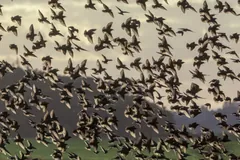 Thousands of starlings wheeling low over a field in a dense autumn flock