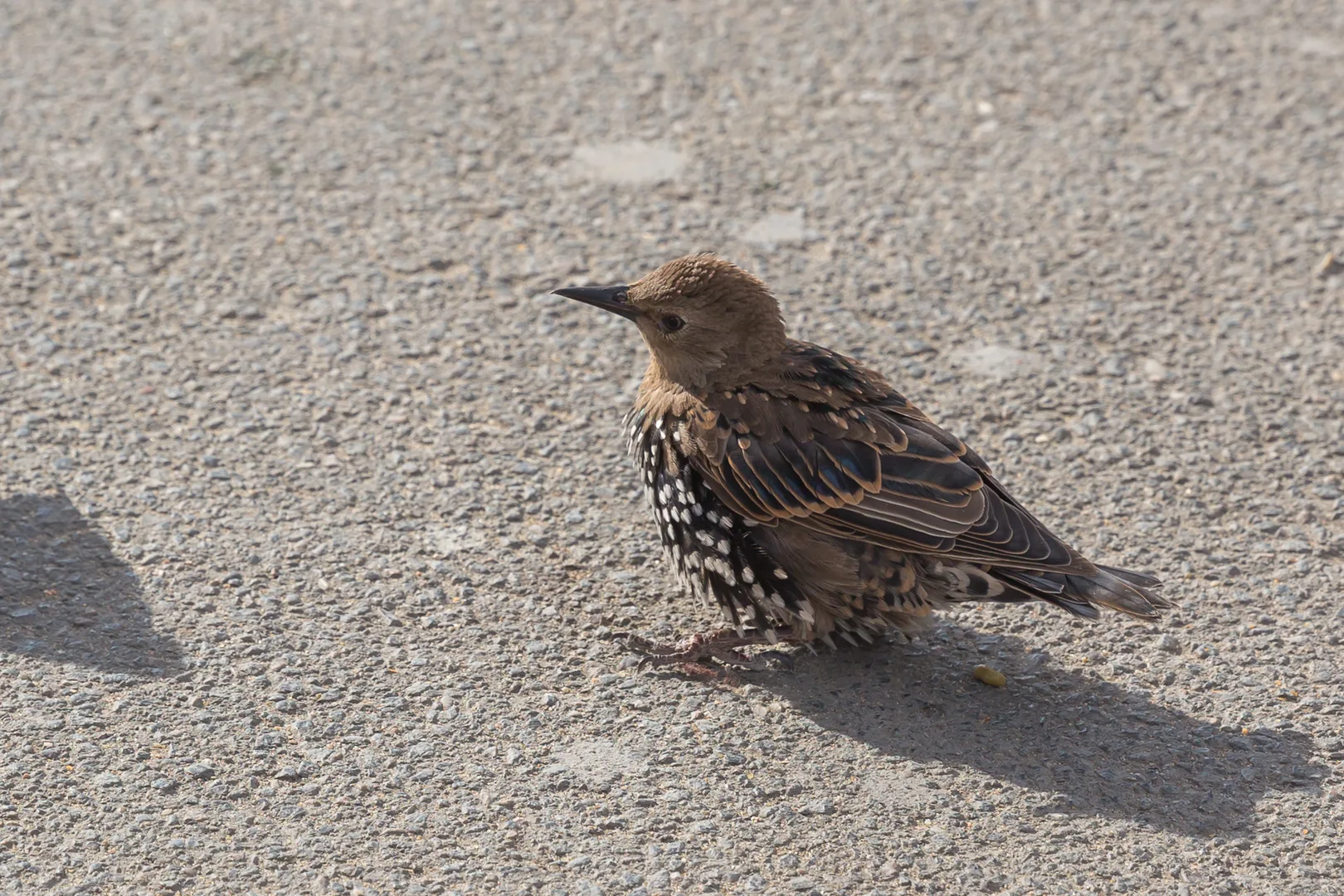 European Starling in natural environment