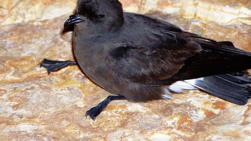 Sooty-black European storm petrel resting on a pale rock, its white rump just showing