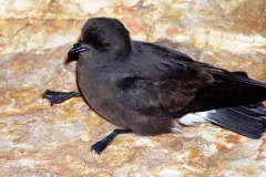 European Storm Petrel
