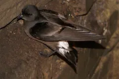 European storm petrel with wings half open, clinging to the stone wall of its nest crevice