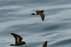 European storm petrel flying low over calm grey sea, its white rump patch bright against dark wings