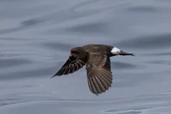 Dark European storm petrel flying low over grey water, its square white rump showing