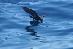 European storm petrel fluttering just above blue water, legs dangling to the surface